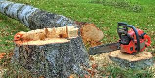 How Our Tree Care Process Works  in  Little River Academy, TX