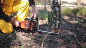 Best Lawn Pest Prevention  in Little River Academy, TX