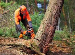 Best Utility Line Clearance  in Little River Academy, TX