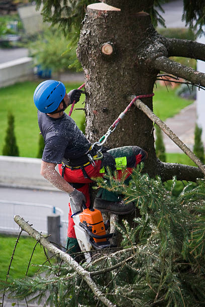 Professional Tree Removal in Little River Academy, TX
