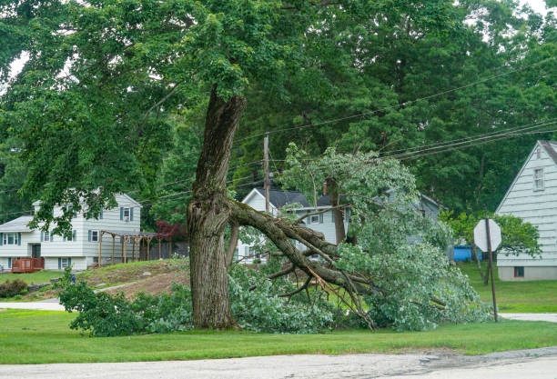 Best Tree Risk Assessment  in Little River Academy, TX