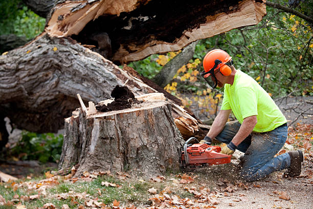 Best Lawn Maintenance Plans  in Little River Academy, TX