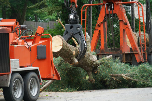 Best Tree Health Inspection  in Little River Academy, TX