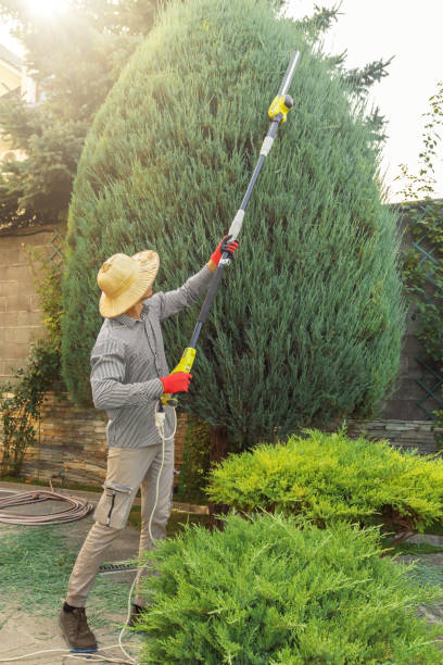 Best Hedge Trimming  in Little River Academy, TX