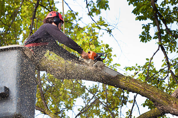 Best Pest Control for Lawns  in Little River Academy, TX